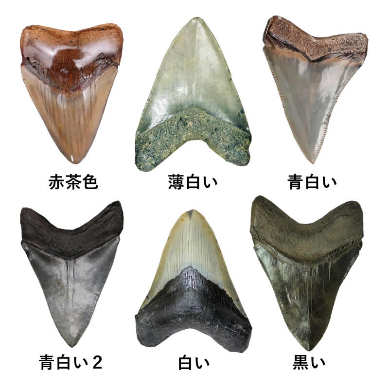 化石の色はどのように決まるのか。メガロドン歯化石から探る。 | 恐竜