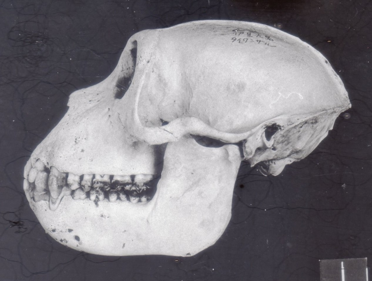 猿 頭蓋骨 頭骨 スカル 標本 剥製 猿の頭蓋骨 骨格標本 猿の頭蓋骨
