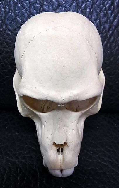 猿 頭蓋骨 頭骨 スカル 標本 剥製 猿 頭蓋骨 頭骨 スカル 標本 剥製
