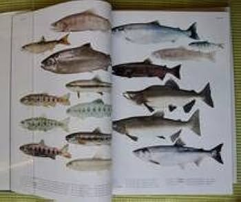日本産魚類大図鑑 図版、解説、Text 3冊セット 日本産魚類大図鑑 図版