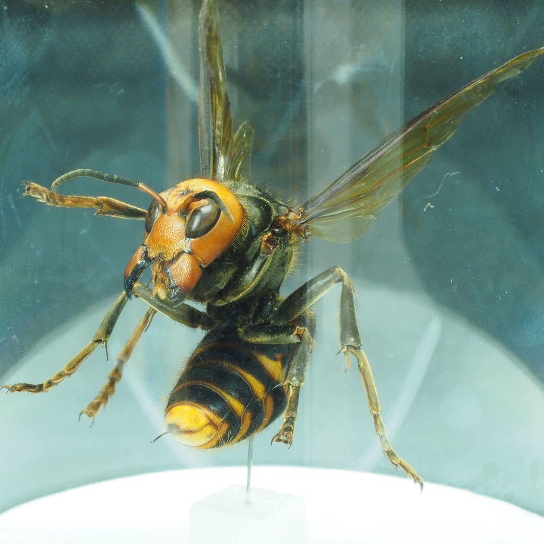 オオスズメバチ 女王蜂 立体標本2501