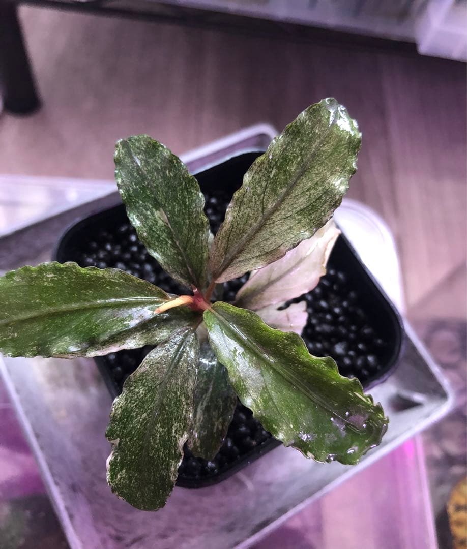 陰性水草の王様的存在Pink Variegata +ティアブルー 陰性水草の王様的存在Pink Variegata +ティアブルー 陰性水草の王様的