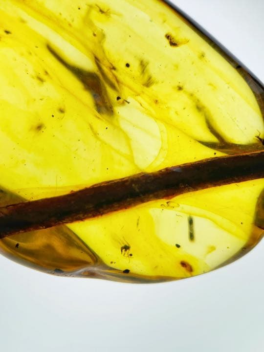 大粒 虫入り天然琥珀 植物片 化石 恐竜 夏休み 自由研究