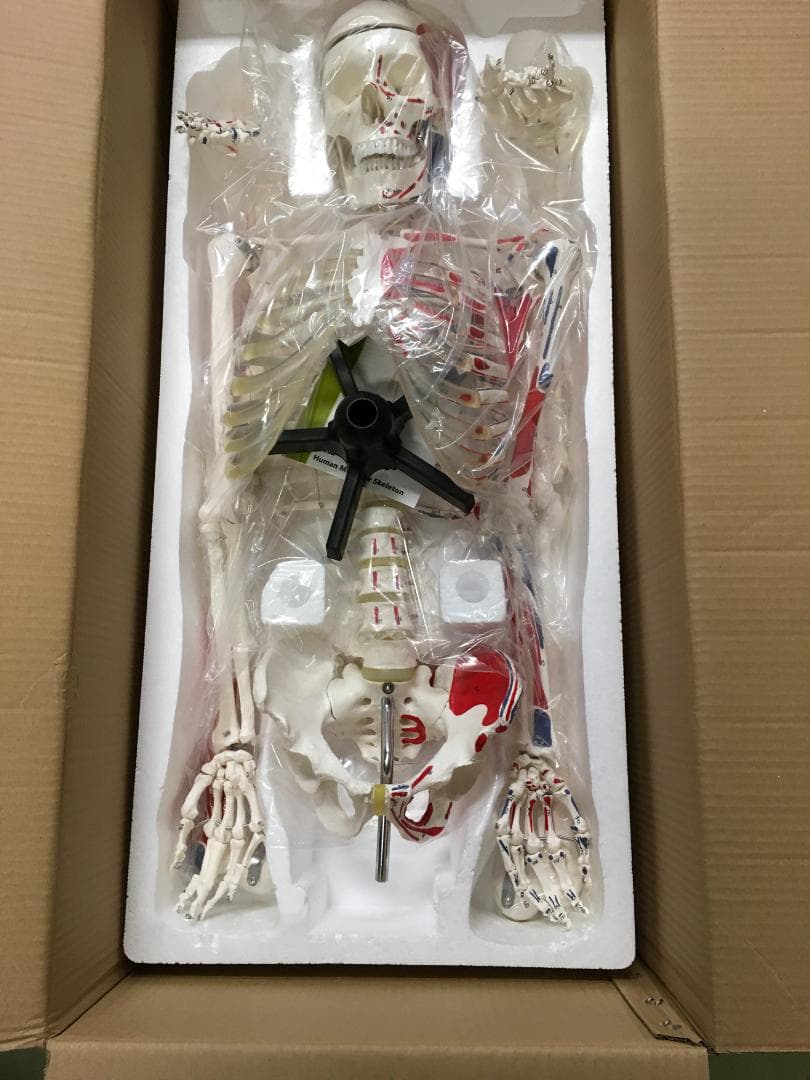 人体骨格模型 脊柱可動型の全身骨格模型 筋肉起始 170cm 等身大 高精度 人体骨格模型(脊柱可動型) A15N
